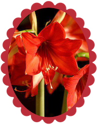 Amaryllis