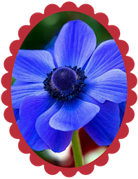 Anemone