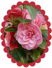 Camelia