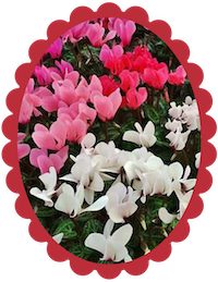 Cyclamen