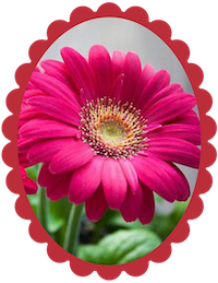 Gerbera