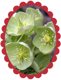 Hellebore