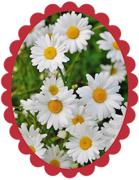 Marguerite