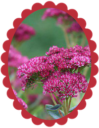 Sedum