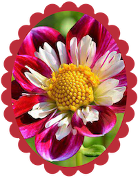 Zinnia